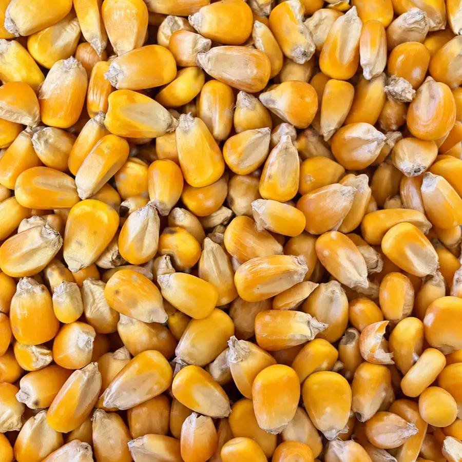 Glare-restored close-up of whole yellow corn